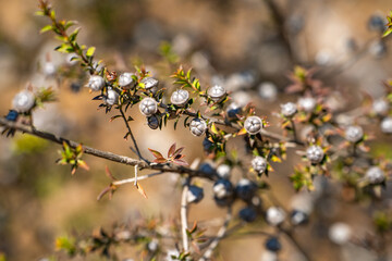 Branch of Leptospermum (Tea Tree) after flowering. 