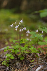 Small pink bell-shaped wildflowers growing on the ground, close-up