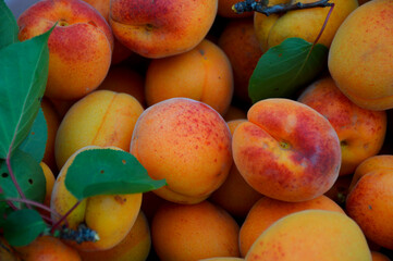 harvest of fresh, ripe apricot close-up, background of ripe apricot and tree leaves