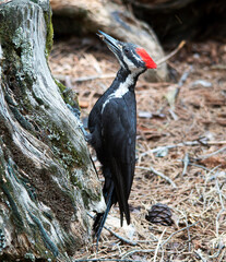 A Pileated Woodpecker having lunch on a fallen sequoia tree.  