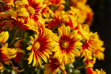 Yellow-orange chrysanthemums close-up in bright sunlight. Autumn flowers grow in the garden. Soft focus, warm rays of the sun. Natural floral autumn background. Mother's Day concept, postcard