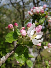 Obraz premium цветение