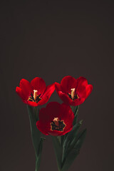 Lindas tulipas vermelhas em detalhes 