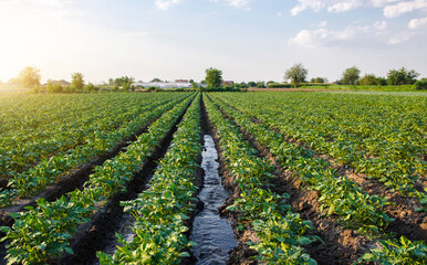 Fototapeta na wymiar Water flows through the potato plantation. Watering and care of the crop. Providing farms and agro-industry with water resources. Surface irrigation of crops. European farming. Agriculture. Agronomy.