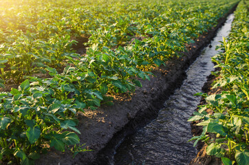 Watering the potato plantation. Providing farms and agro-industry with water resources. European farming. Agriculture. Agronomy. Growing crops in arid regions. Surface irrigation of crops.
