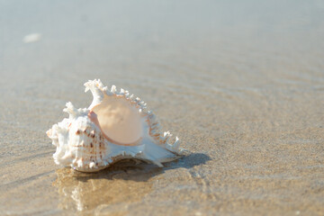砂浜と貝殻