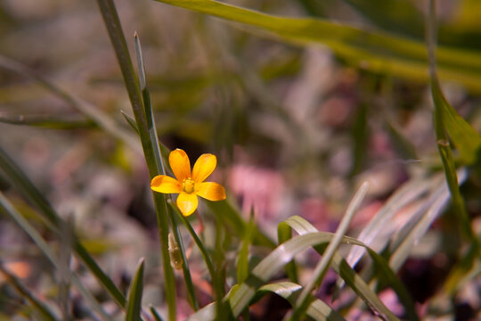 Peque&ntilde;a y bella flor "Aleluya" amarilla de jard&iacute;n. "Acederilla"  