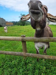 un &acirc;ne et un veau dans une p&acirc;ture
