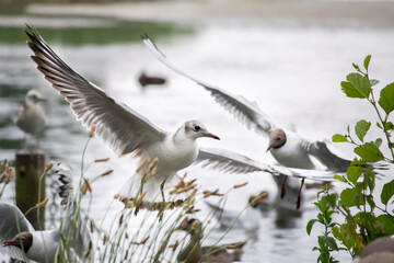 Gull