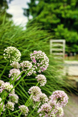 Obraz premium Bunch of German garlic and mountain lovage in a garden against blurred background. Selective focus.
