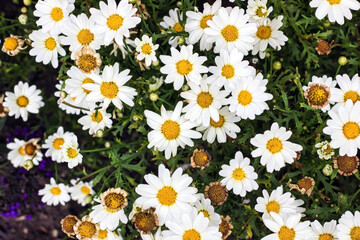 Picture of bunch of white flower also known as common daisy fully bloomed in a garden. beauty in nature.