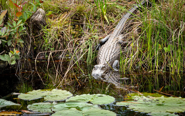 Juvenile American Alligator at canal edge in Okefenokee swamp in Southern Georgia.