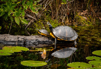 Yellow Bellied Slider Turtle in marsh habitat at Okefenokee swamp in Southern Georgia.