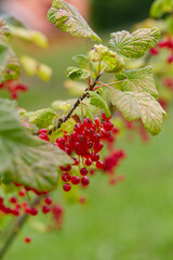 red currants growing in garden