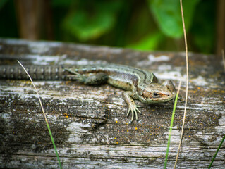 Lizard