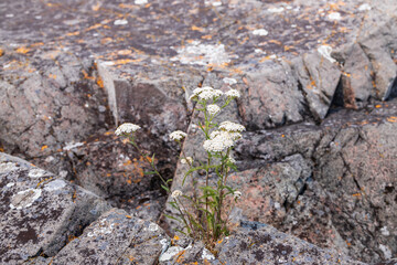 White wildflowers growing between rocks
