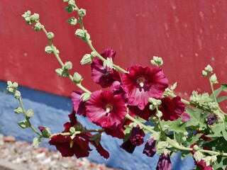 Stockrosenblüte