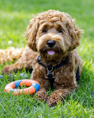 Fototapeta premium 8-Months-Old female Labradoodle puppy resting near ring toy. Off-leash dog park in Northern California.