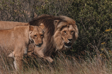 Lion and lioness sitting in a field together.