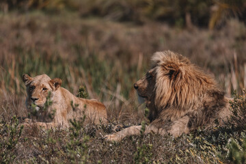 Lion and lioness sitting in a field together.