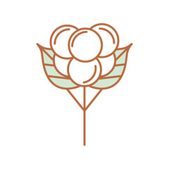 cotton flower nature