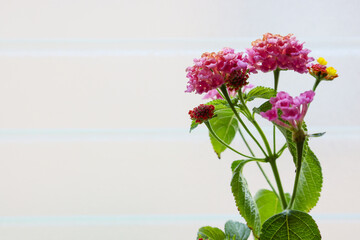 窓辺で撮影したランタナの鉢植え