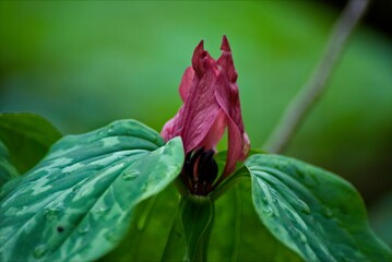 Trillium grows in the shade of a dense forest during the cool days of spring.