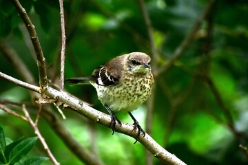 Sparrow on branch