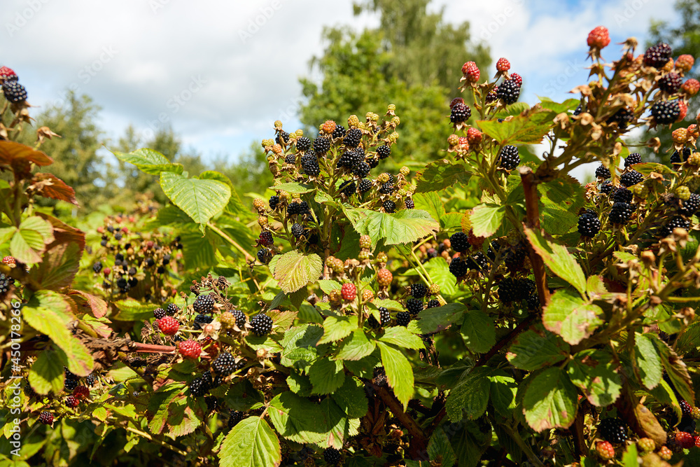 Poster blackberries growing in garden on a sunny day