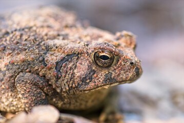 Closeup portrait of a toad waiting to pounce on insects that have wandered too close.
