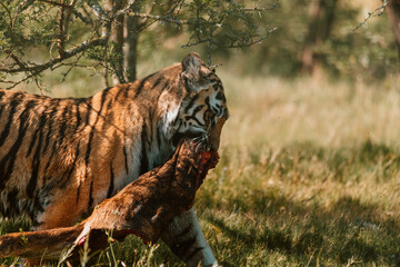 Tiger walking off with its catch.