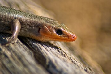 Closeup of a Broad-Headed Skink relaxing on a fallen log.