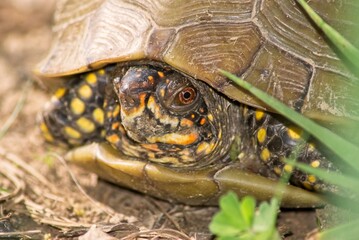 A box turtle views the outside world from the safety of his shell.