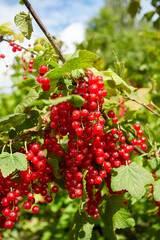 red currants growing in garden