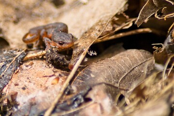 An Eastern Newt walks along a leaf covered forest floor in southern Illinois.