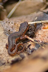 An Eastern Newt walks along a leaf covered forest floor in southern Illinois.