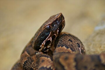 A closeup of a juvinal cottonmouth poses for pictures on a large rock, and keeps a wary eye on his surroundings.