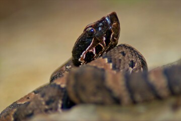 A closeup of a juvinal cottonmouth poses for pictures on a large rock, and keeps a wary eye on his surroundings.