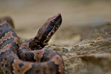A closeup of a juvinal cottonmouth poses for pictures on a large rock, and keeps a wary eye on his...