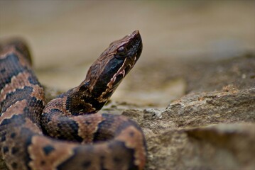 A closeup of a juvinal cottonmouth poses for pictures on a large rock, and keeps a wary eye on his surroundings.