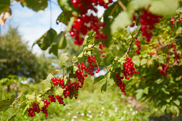 red currants growing in garden