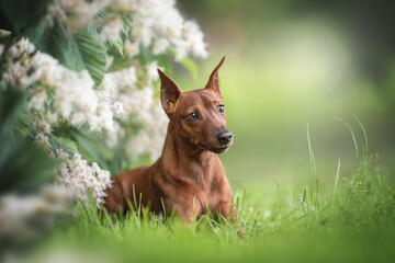 Close-up portrait of an active and muscular miniature pinscher with cropped ears lying on green grass surrounded by white chestnut flowers against the backdrop of a bright summer landscape