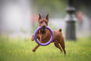An active and muscular miniature pinscher with cropped ears and sharp teeth running on green grass and holding a purple toy ring in his mouth against the backdrop of a cityscape