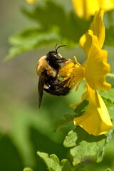 A bumble bee stops at a bright yellow flower on a warm spring day in Illinois