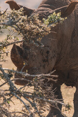White rhino grazing in a field. 