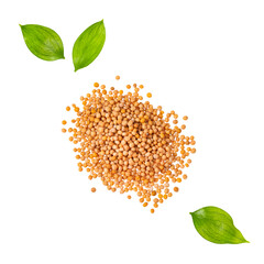 Sinapis alba - Dried white mustard seed pile