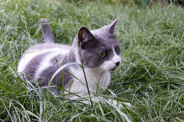 Portrait of the cat lying in green grass. Domestic cat outdoor.