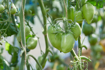 beautiful tomatoes growing in a green house