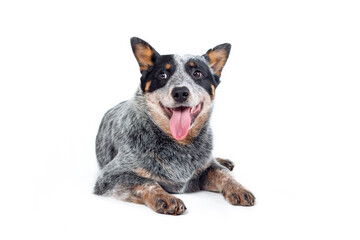 Cute happy blue heeler or australian cattle dog puppy with tongue out lying down isolated against white background