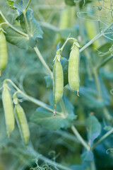 growing sweet peas close up